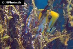 chelmon rostratus chelmon rostratus