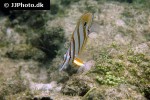 chelmon rostratus chelmon rostratus