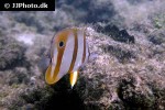 chelmon rostratus chelmon rostratus
