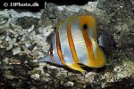 chelmon rostratus chelmon rostratus