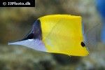 forcipiger flavissimus forcipiger flavissimus