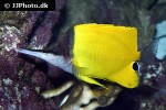 forcipiger flavissimus forcipiger flavissimus