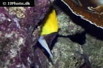 forcipiger flavissimus forcipiger flavissimus
