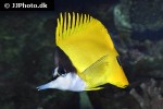 forcipiger flavissimus forcipiger flavissimus