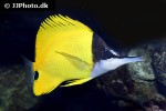 forcipiger flavissimus forcipiger flavissimus