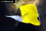 forcipiger flavissimus forcipiger flavissimus