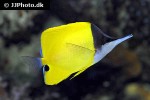 forcipiger flavissimus forcipiger flavissimus