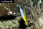 forcipiger flavissimus forcipiger flavissimus