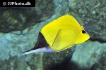 forcipiger flavissimus forcipiger flavissimus