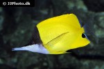 forcipiger flavissimus forcipiger flavissimus