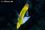forcipiger flavissimus forcipiger flavissimus