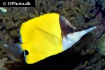 forcipiger flavissimus forcipiger flavissimus