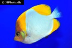 hemitaurichthys polylepis hemitaurichthys polylepis
