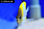 hemitaurichthys polylepis hemitaurichthys polylepis