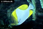hemitaurichthys polylepis hemitaurichthys polylepis