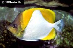 hemitaurichthys polylepis hemitaurichthys polylepis