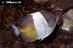 hemitaurichthys zoster hemitaurichthys zoster