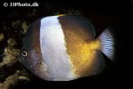 hemitaurichthys zoster hemitaurichthys zoster