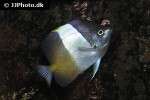 hemitaurichthys zoster hemitaurichthys zoster