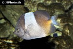 hemitaurichthys zoster hemitaurichthys zoster