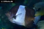 hemitaurichthys zoster hemitaurichthys zoster
