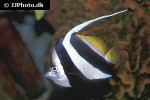 heniochus acuminatus heniochus acuminatus