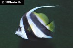 heniochus acuminatus heniochus acuminatus