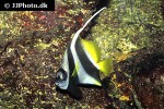 heniochus acuminatus heniochus acuminatus