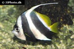 heniochus acuminatus heniochus acuminatus