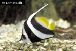 heniochus acuminatus heniochus acuminatus