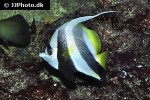 heniochus acuminatus heniochus acuminatus