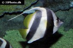 heniochus acuminatus heniochus acuminatus