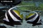heniochus acuminatus heniochus acuminatus