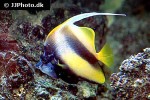 heniochus intermedius heniochus intermedius
