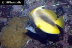 heniochus intermedius heniochus intermedius