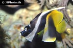 heniochus monoceros heniochus monoceros