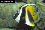 heniochus monoceros heniochus monoceros