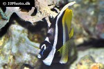 heniochus monoceros heniochus monoceros