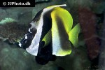 heniochus monoceros heniochus monoceros