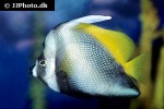 heniochus singularius heniochus singularius