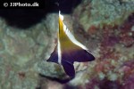 heniochus varius heniochus varius