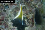 heniochus varius heniochus varius