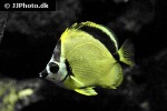 johnrandallia nigrirostris johnrandallia nigrirostris