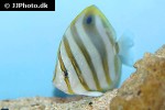 parachaetodon ocellatus parachaetodon ocellatus
