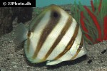 parachaetodon ocellatus parachaetodon ocellatus