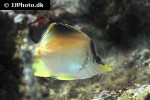 prognathodes aculeatus prognathodes aculeatus