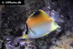 prognathodes aculeatus prognathodes aculeatus