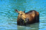 09 british columbia jasper 09 british columbia jasper