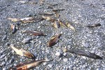 14 british columbia fraser river 14 british columbia fraser river