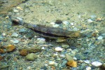 22 british columbia fraser river 22 british columbia fraser river